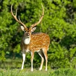 Axis-deer-hunting-HuntCGM-qwfl3lupl4wfqbb7u7l87qrwdpo55pmr8wjx842u14.webp