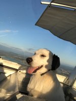 2021-07-17 Loki the happy pilot.jpg