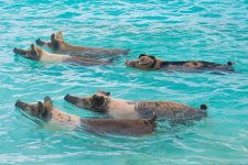 swimming-with-pigs-exuma.jpg