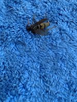 wasp.jpg wasp.jpg