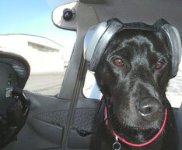 mutt-muffs.jpg