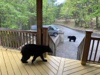 bear.jpg