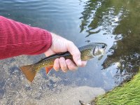 Nelson Trout.jpg