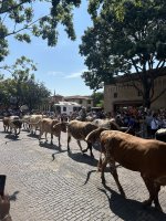 IMG_2365.jpeg