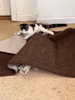 IMG_9230.jpeg