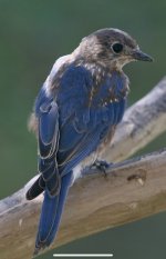 IMG_1211.jpg