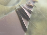 IMG_4247.jpeg