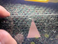 IMG_4470.jpeg
