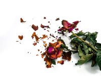 broken petal.jpg broken petal.jpg