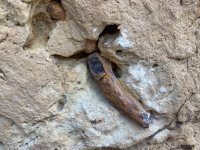phytosaurus - 1.jpeg