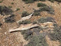 petrified tree - 1.jpeg