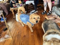 IMG_4191.jpeg