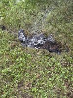 IMG_5899.jpeg