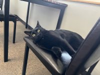 airport cat - 1.jpeg