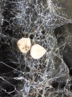 Spiders.JPG