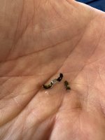 IMG_5279.jpeg