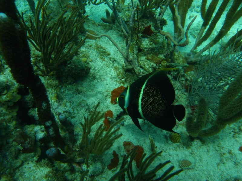 Antilles_802.jpg
