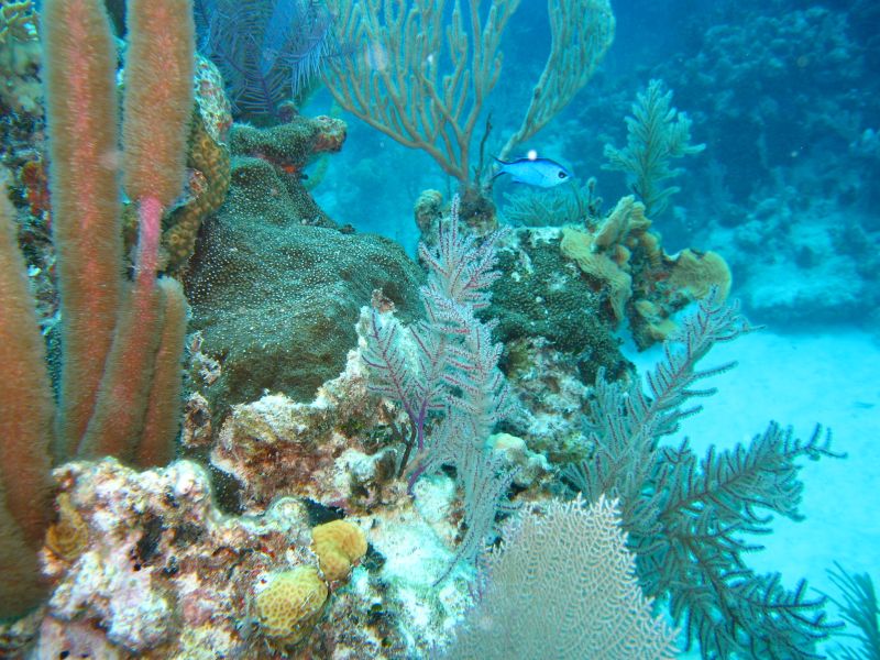 Antilles_799.jpg