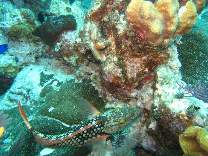 Antilles_798.jpg