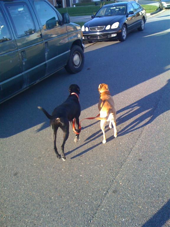random-dogs-006-large.jpg