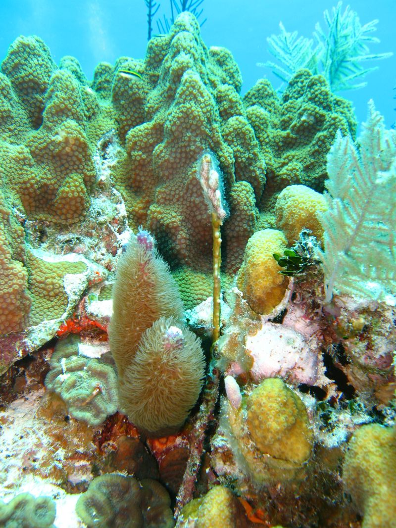 Antilles_800.jpg