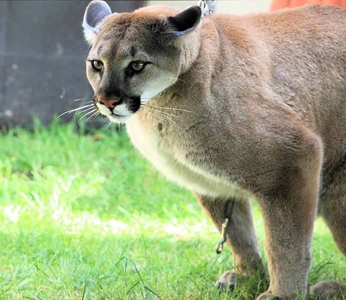 692px-Cougar_pounce.jpg