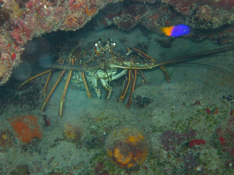 Antilles_804.jpg