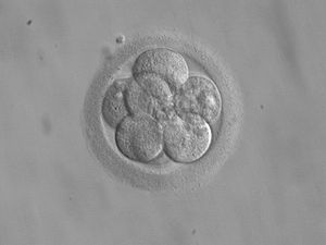 300px-embryo_8_cells.jpg