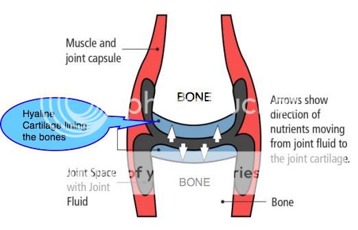 Hyaline-cartilage-Illustration.jpg